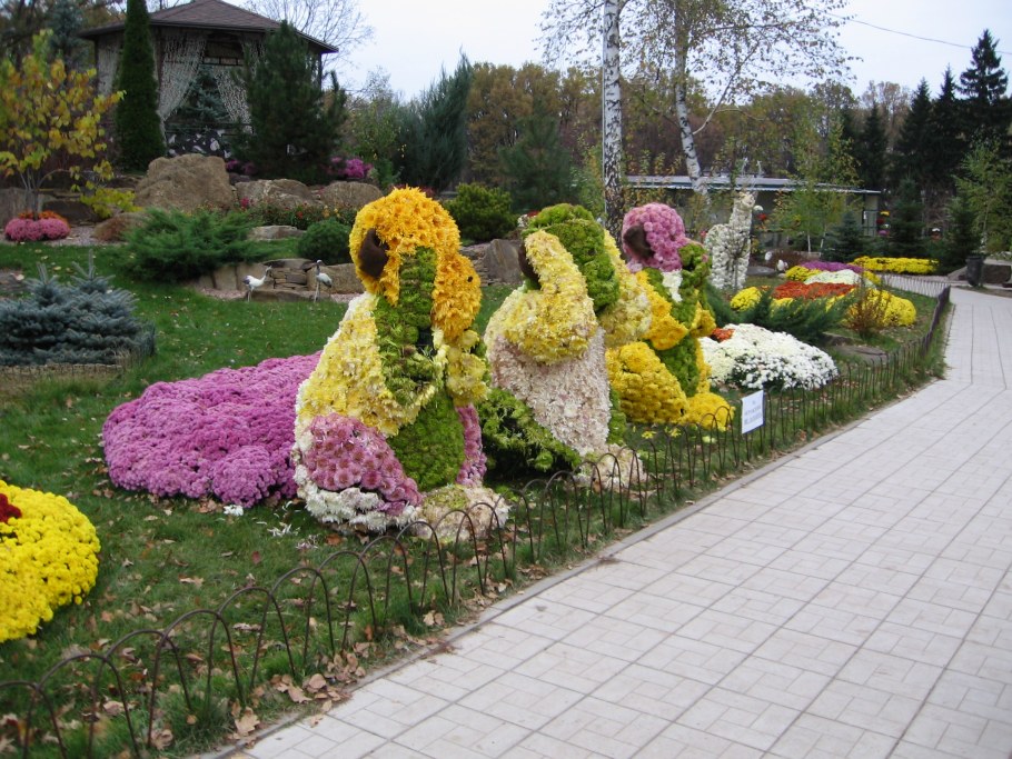 Хризантема мультифлора на клумбе