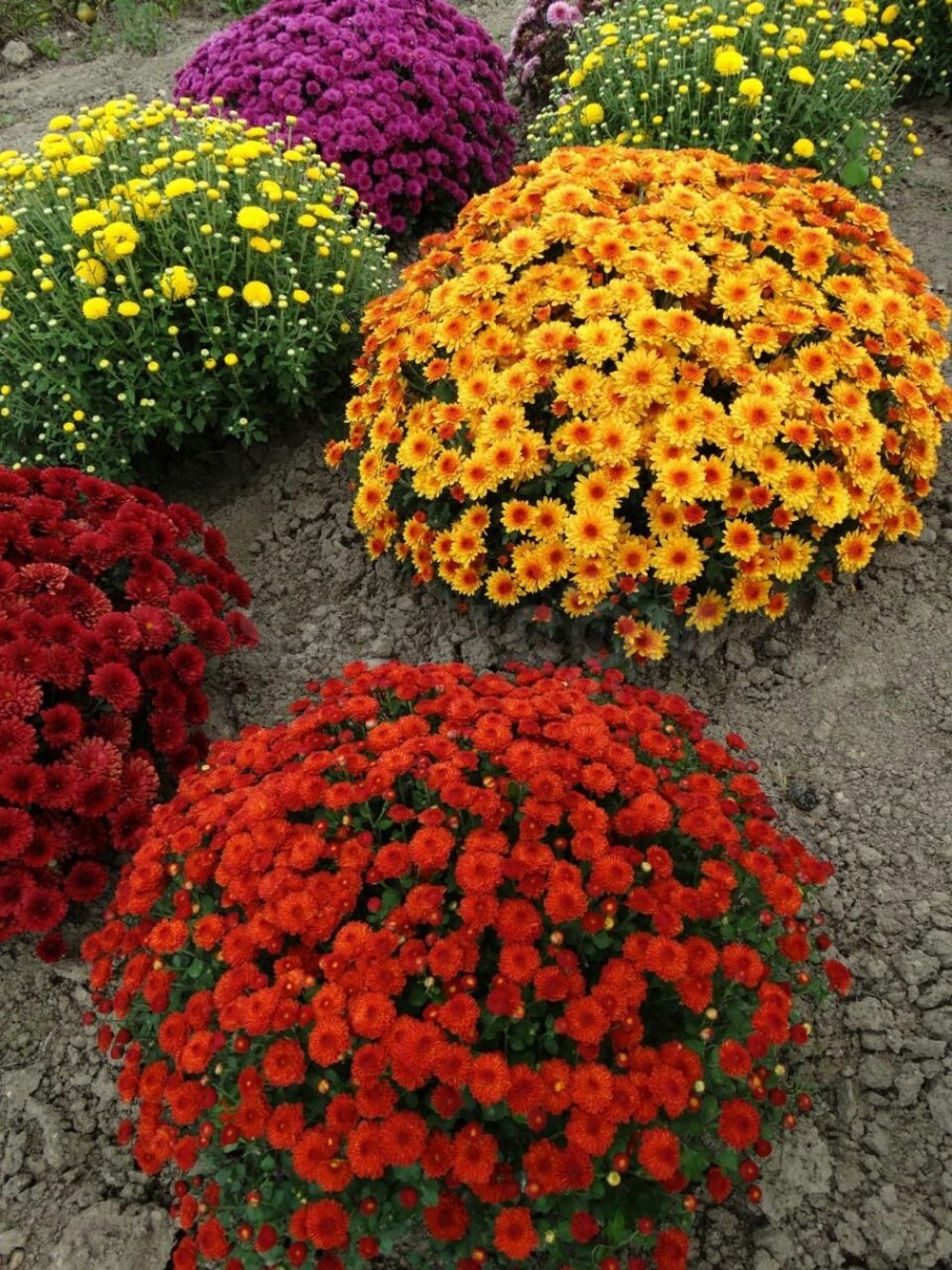 Хризантема мультифлора уранус