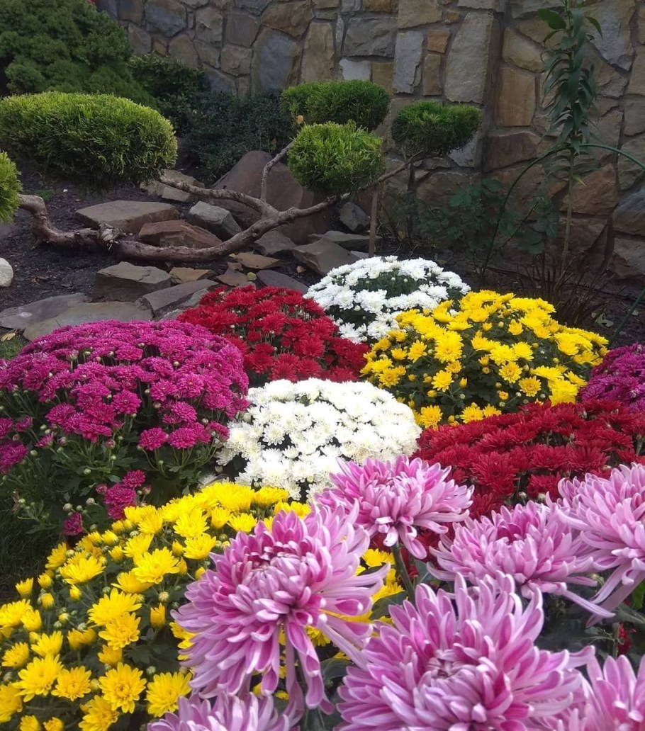 Хризантема мультифлора шаровидная клумба