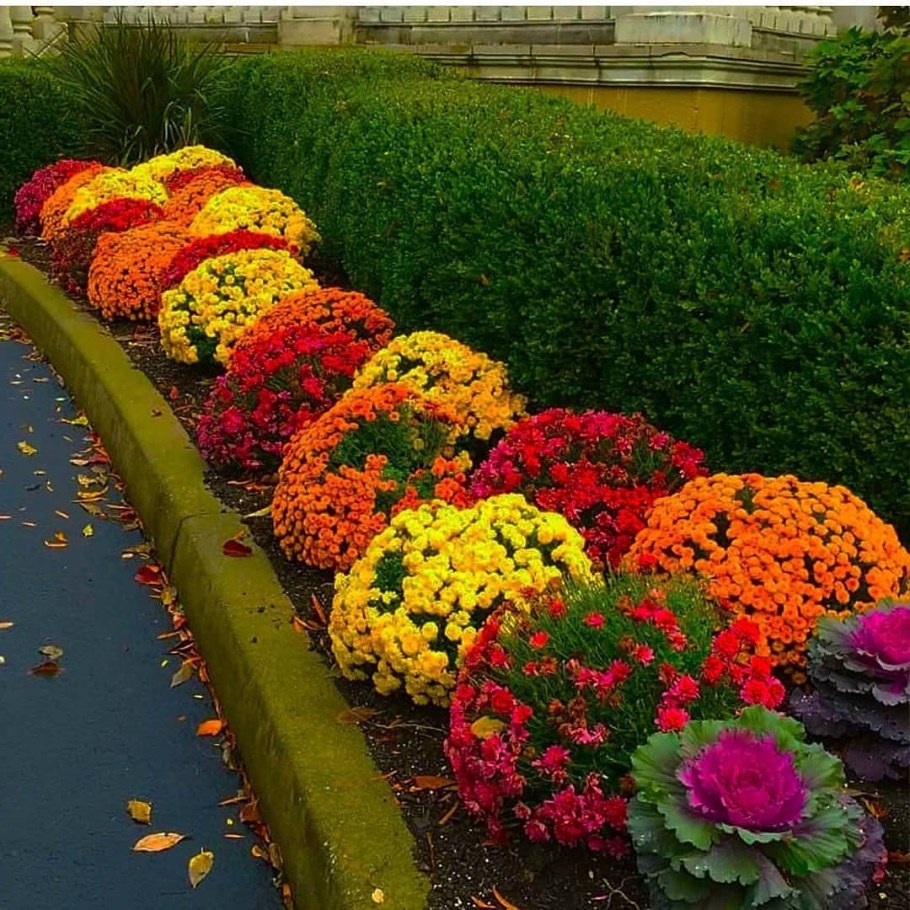 Хризантема мультифлора шаровидная клумба