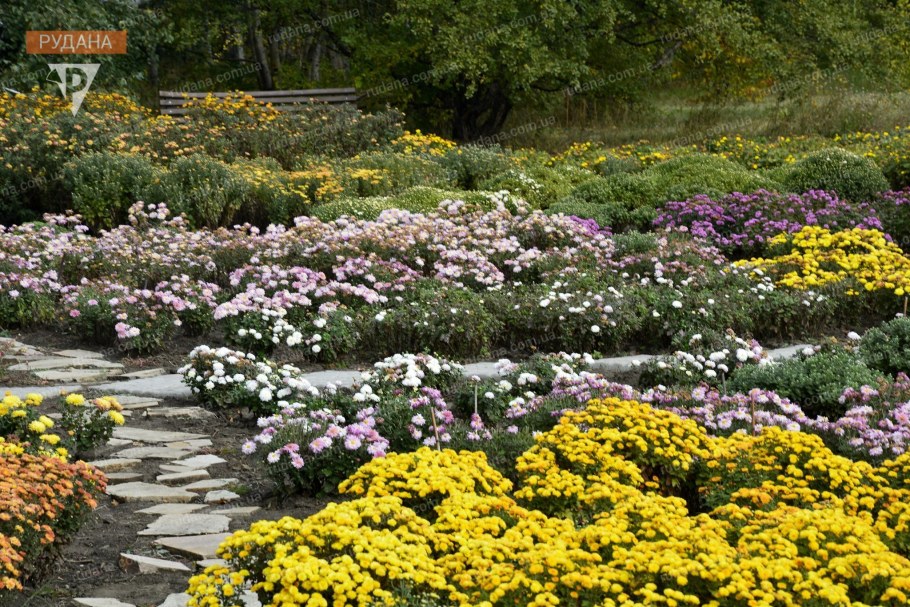 Хризантема мультифлора шаровидная клумба