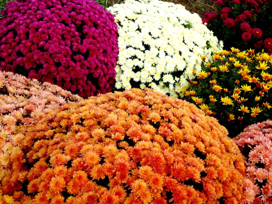 Хризантема мультифлора шаровидная