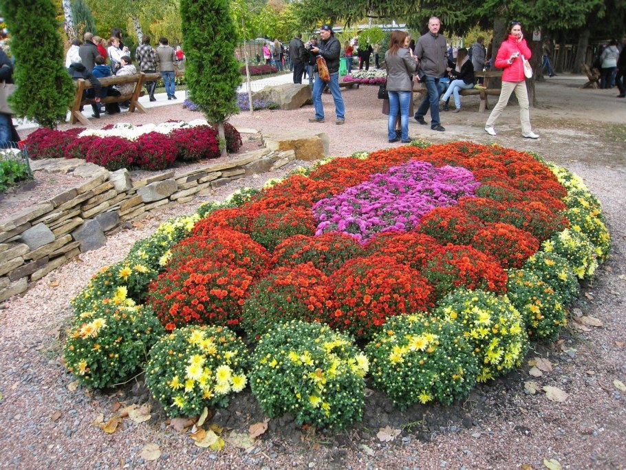 Хризантемы мультифлора в ландшафтном