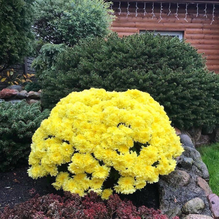 Хризантема мультифлора микс