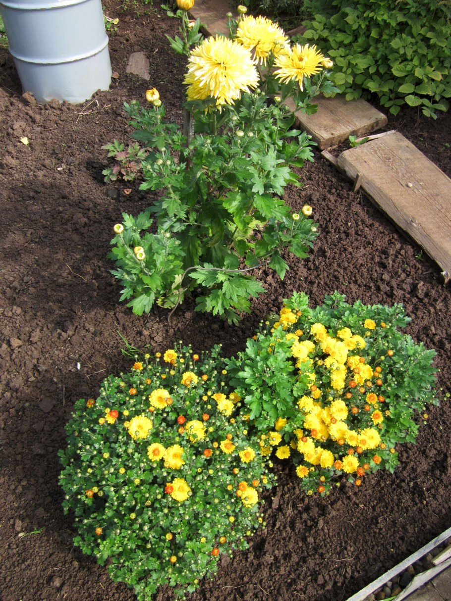 Хризантема мультифлора в огороде