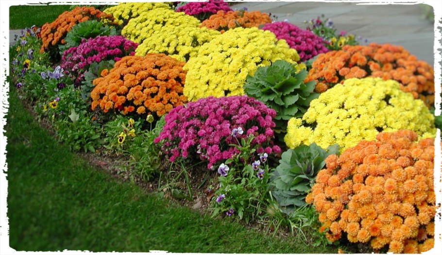 Мультифлора Хризантема грядка