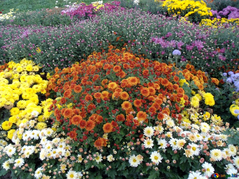 Хризантема мультифлора в цветнике