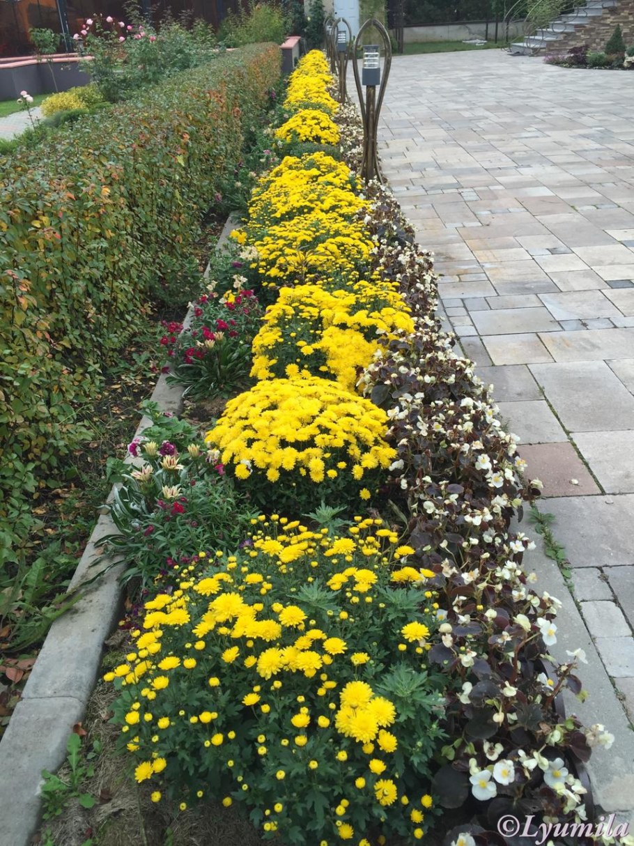 Brandune Хризантема мультифлора