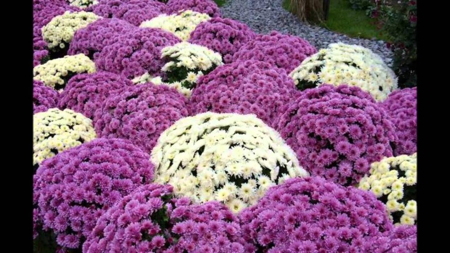Хризантема мультифлора