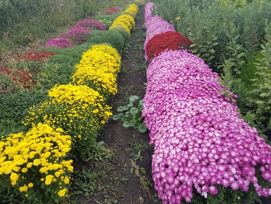 Хризантема мультифлора на клумбе