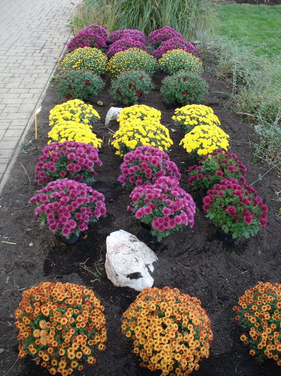 Хризантема мультифлора шаровидная семена