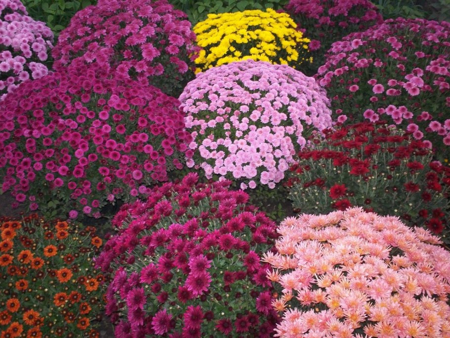 Хризантема мультифлора многолетняя