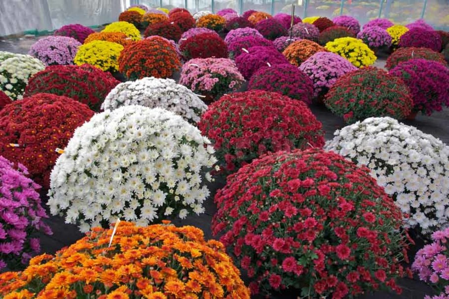 Хризантемы низкорослые шаровидные