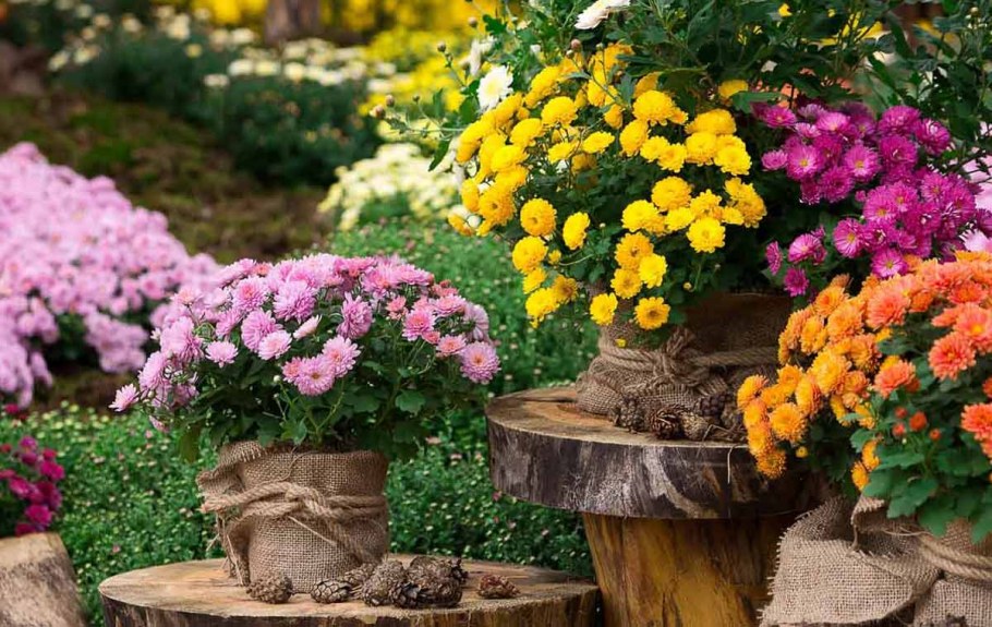 Хризантема мультифлора