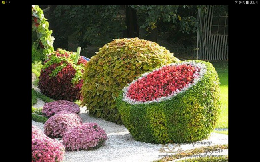 Хризантема мультифлора на клумбе