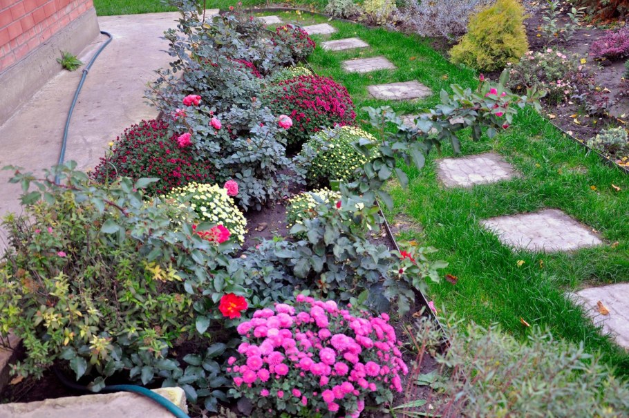 Хризантема мультифлора