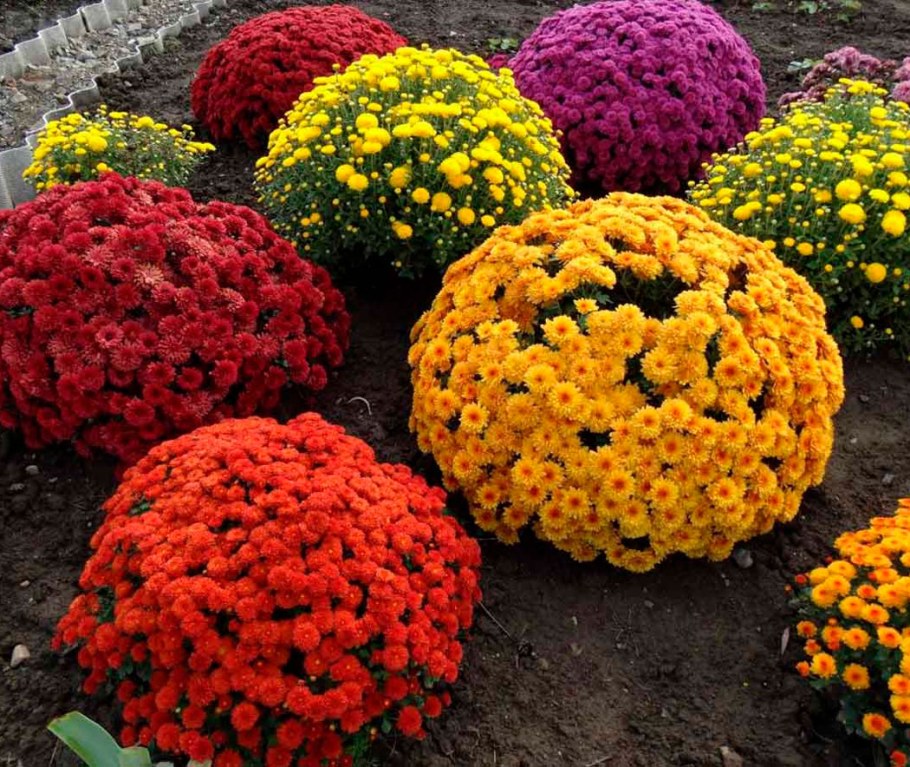 Хризантема мультифлора Балиос