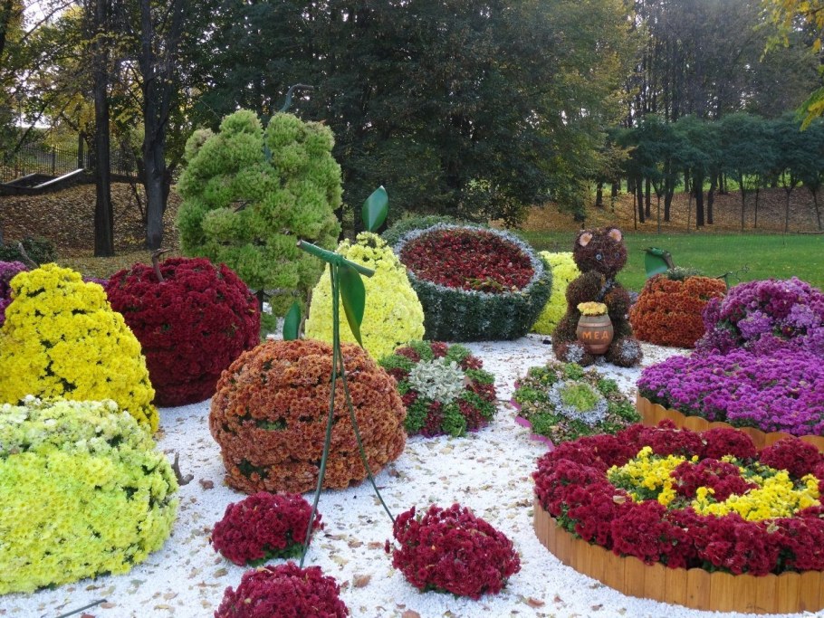 Хризантема мультифлора на клумбе