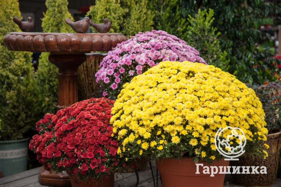 Хризантема мультифлора микс