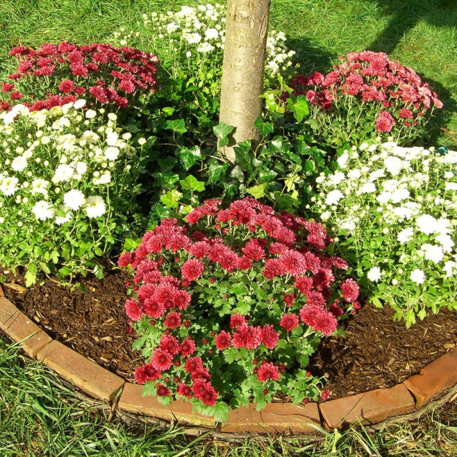Хризантема мультифлора шаровидная клумба