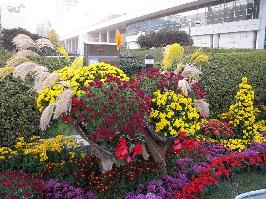 Хризантемы горшечные Горзеленхоз