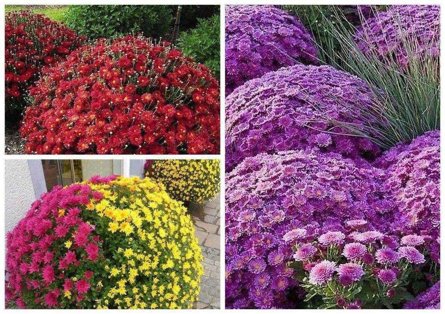 Хризантема мультифлора шаровидная многолетняя