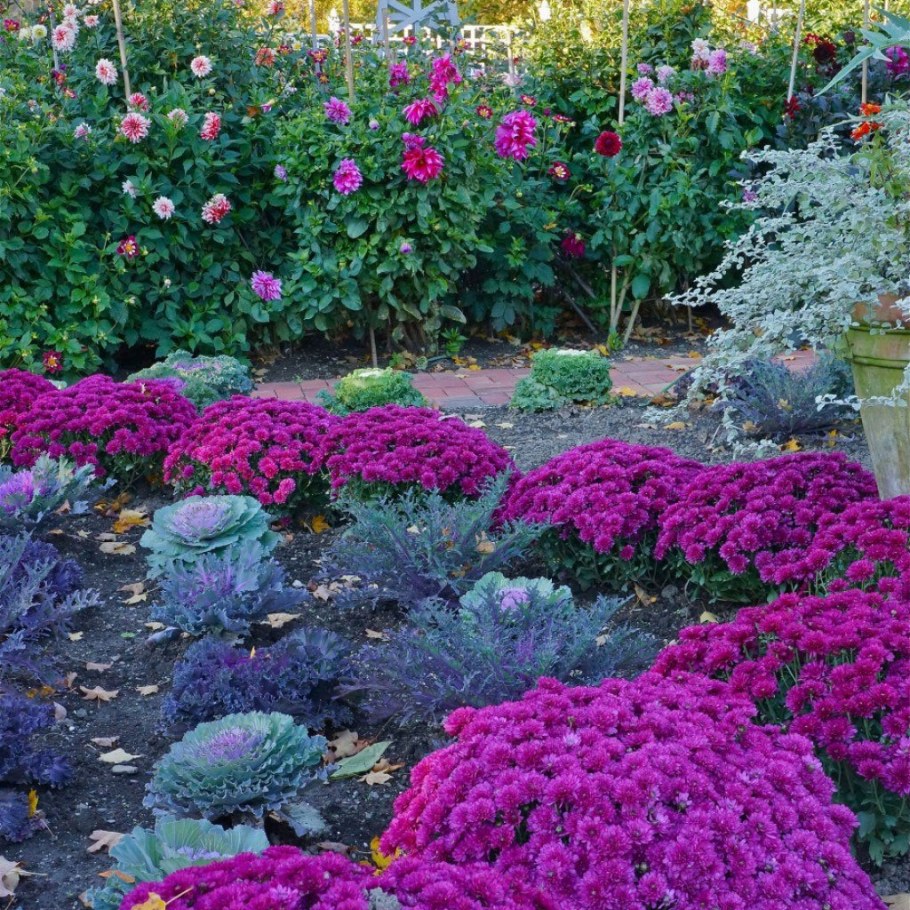 Хризантемы мультифлора в ландшафтном