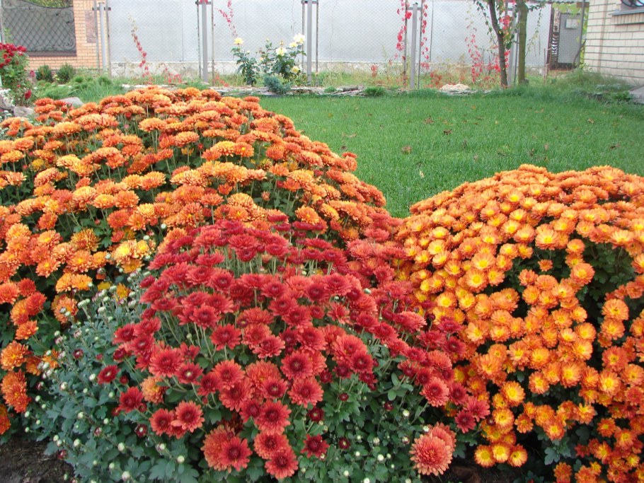 Хризантема мультифлора Дора