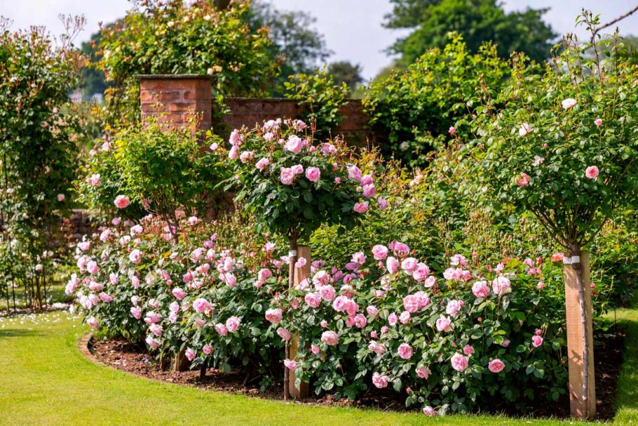 Роза Оливия Роуз Остин