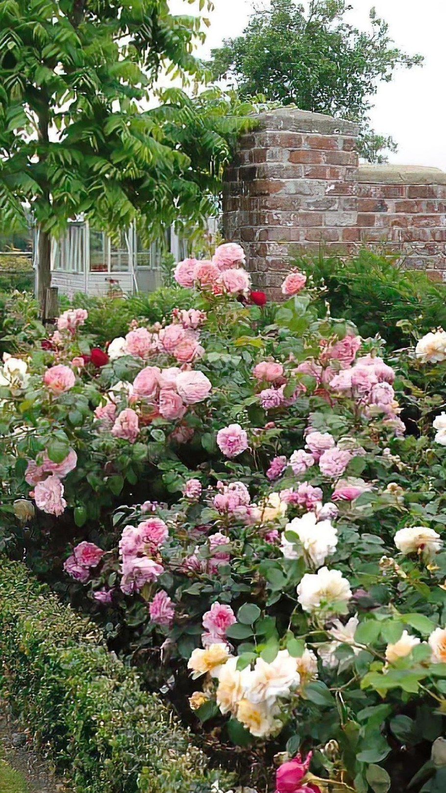 Розарий в саду Дэвида Остина