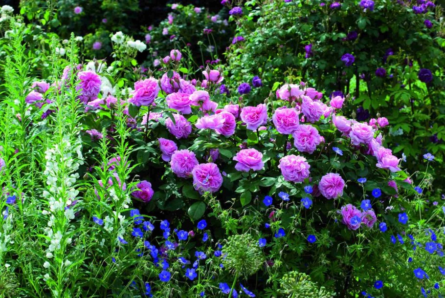 Розарий Дэвида Остина