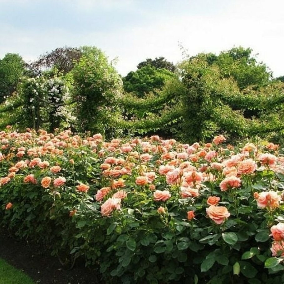 Роза Гарден Риджентс парк