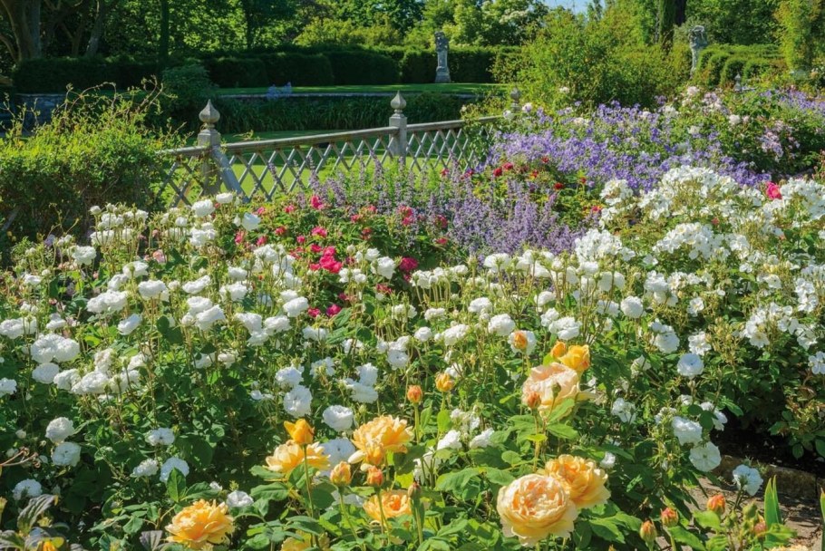 Розарий в саду Дэвида Остина