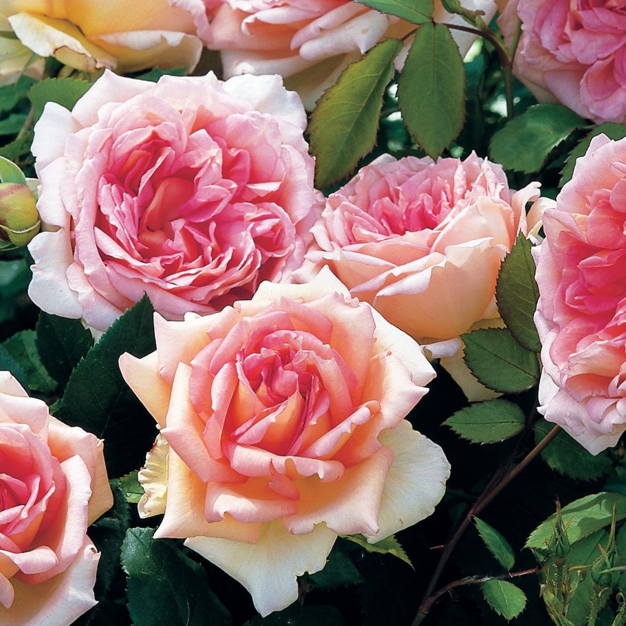 Роза Джанет Остина