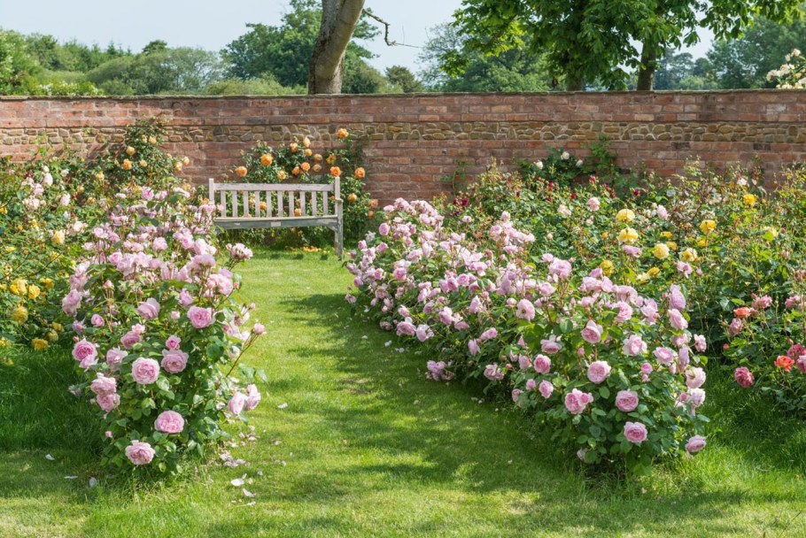Роза Дэвид Остин Шропшир лэд