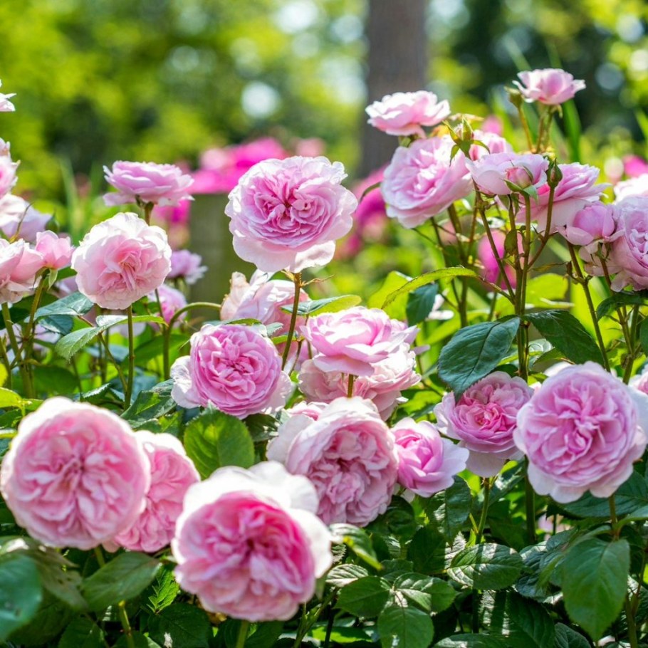 Роза Olivia Rose Austin David Austin