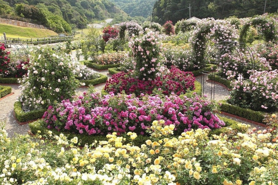 Розарий в саду Дэвида Остина