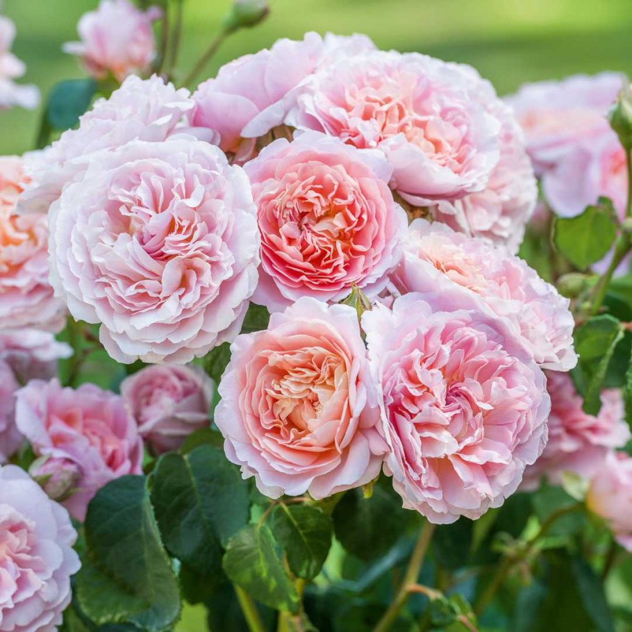 Роза Eustacia Vye