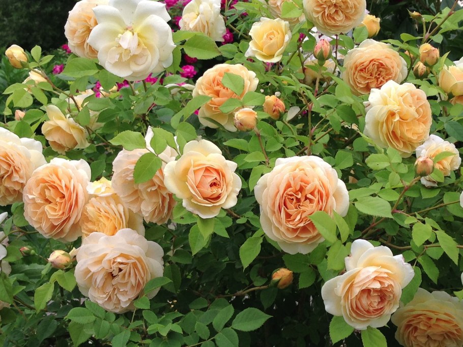 Роза Дэвид Остин teasing Georgia