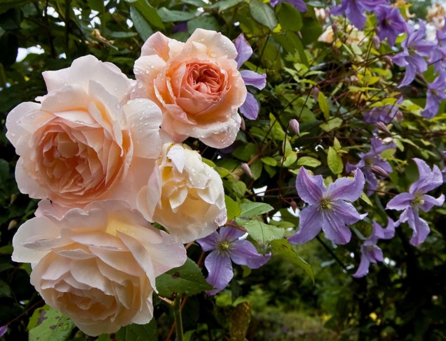 Роза Эдуард Вермулен