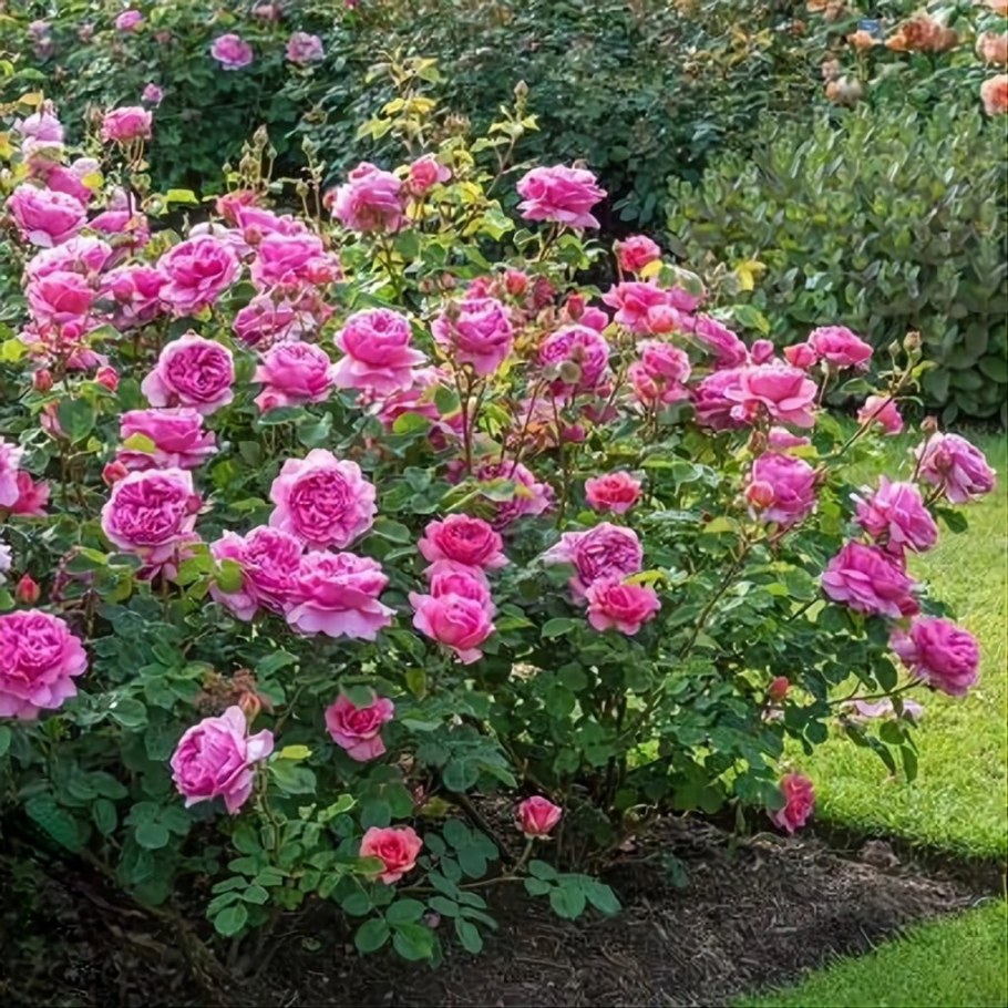 Роза Александра оф Кентская