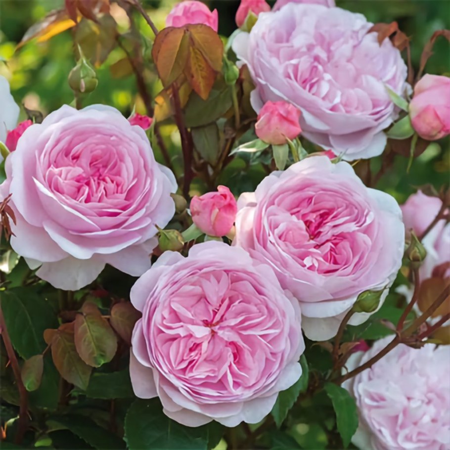 Оливия Роуз (Olivia Rose)