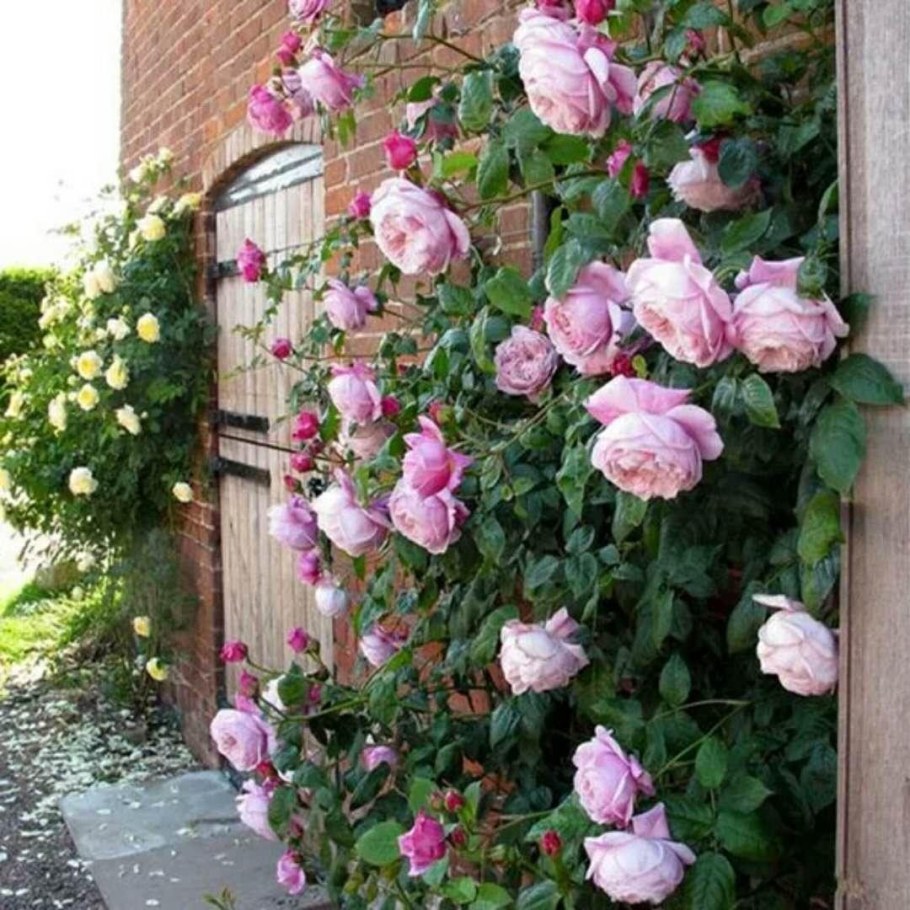 Плетистые розы сады Англии