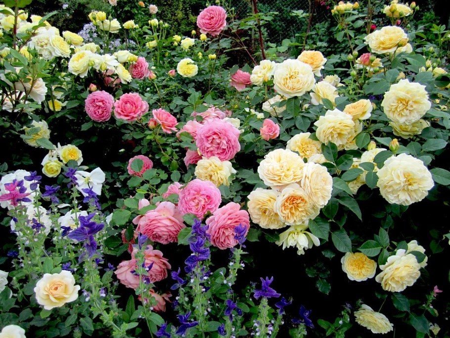 Транквилити Остин роза