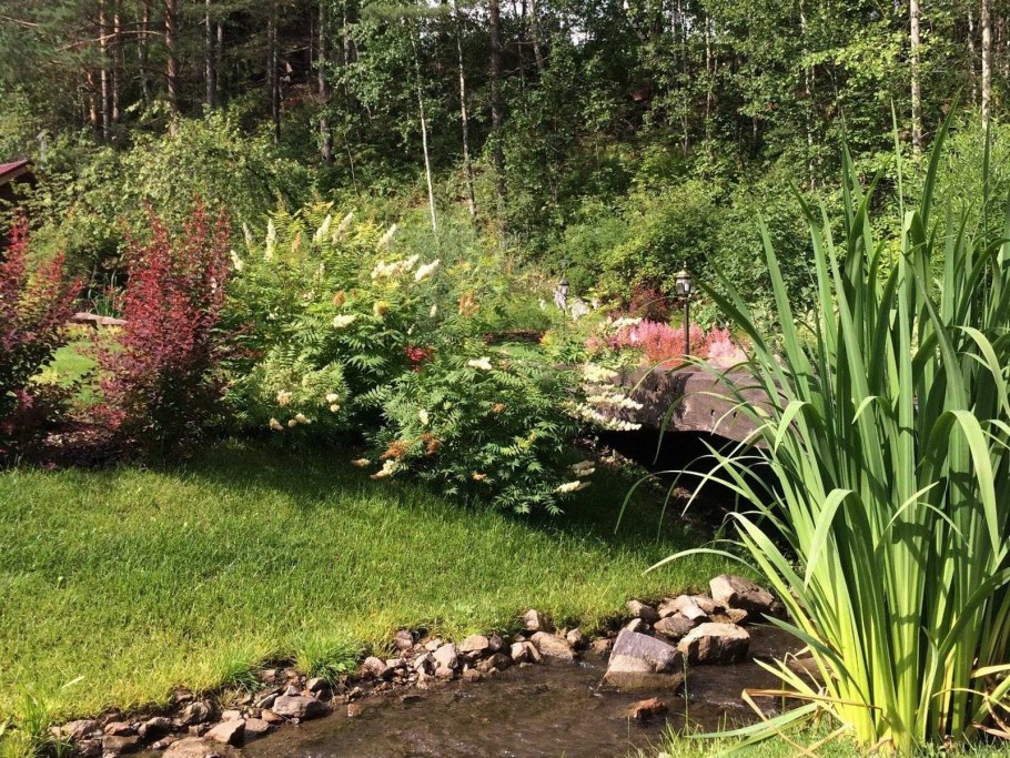 Рябинник рябинолистный в ландшафтном