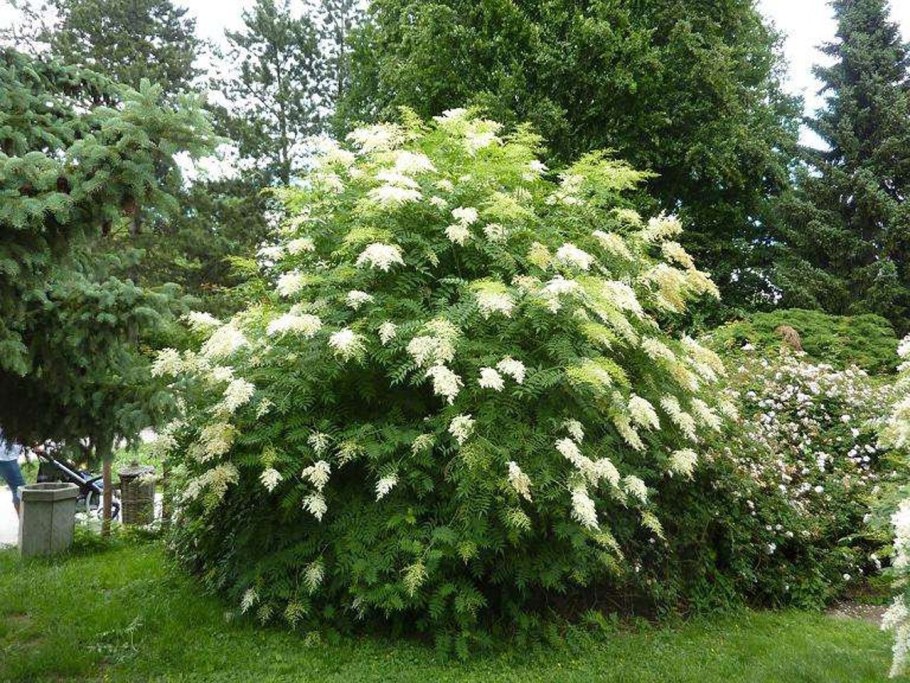 Рябинник рябинолистный Сэм