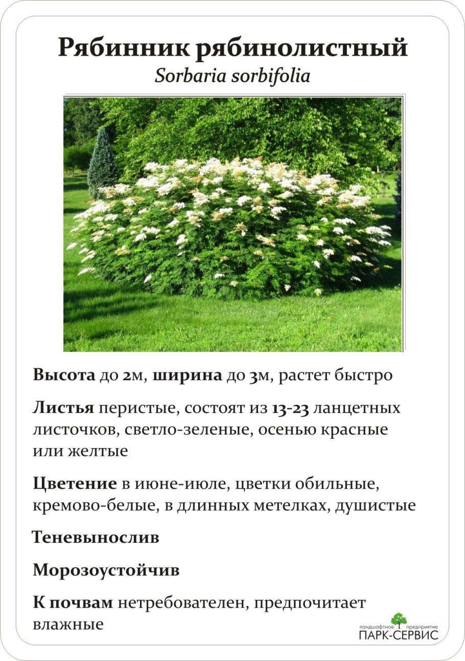 Кустарник рябинник рябинолистный