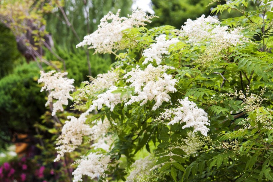 Спирея рябинолистная