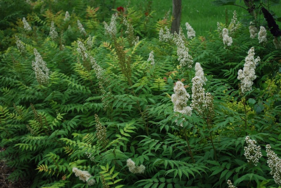 Рябинник рябинолистный (Sorbaria sorbifolia)