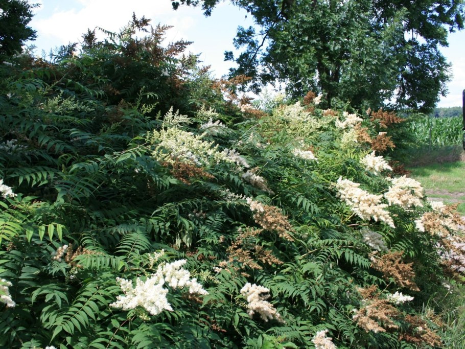 Рябинник остролистный